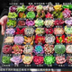 潤(rùn)華年多肉植物批發(fā)花卉盆栽 多肉小盆栽肉肉花盆稀有多肉 50顆美肉50品種不重復(fù)