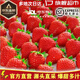 櫻鮮JD順豐多地次日達非丹東99牛奶紅顏奶油酸甜云南草莓新鮮水果年貨 1盒  優(yōu)選果【20枚】單果10-18g