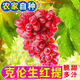 千園九味【順豐到家】山西克倫生紅提無(wú)籽甜香脆提子葡萄新鮮水果當季生鮮 現摘凈重3斤-順豐到家
