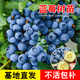 君揚廣西藍莓苗 盆栽地栽大果藍梅果樹(shù)苗 F6藍莓 南北方種植 藍莓苗30CM高
