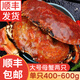 鮮拔頭籌原裝進(jìn)口面包蟹生鮮1200-1600g超大熟凍螃蟹鮮活黃金蟹類(lèi) 大號 400g-600g*2只