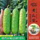 壽禾 蔬菜苗活苗帶土發(fā)貨大全菜苗種苗秋冬各種秧苗山東壽光苗子陽臺 旱黃瓜苗5棵