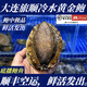 大連旅順黃金鮑鮮活大鮑魚(yú)刺身鮑魚(yú)新鮮大連海產(chǎn)源頭【順豐特快】 3只/約11cm（1-1.2斤）