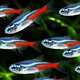 純種巴西寶蓮燈活體熱帶魚觀賞魚群游燈科魚小型魚苗寵物淡水魚 1.5-1.8cm紅綠燈 8條送2條備損