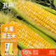 北蔬 水果玉米種子苗甜脆可生吃大棒苞米籽 雙色甜玉米種子25g約190粒