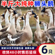 潮汕正宗獅頭鵝活苗特大種獅頭鵝苗汕頭純種獅頭鵝活苗雙下巴包活 每只3兩  6只【真獅頭鵝】