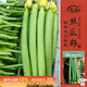壽禾長(cháng)絲瓜種子苗秋季家庭陽(yáng)臺種植特長(cháng)蔬菜種籽 美佳1號絲瓜種子20粒