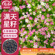 壽禾 滿(mǎn)天星種子種苗粉色四季花卉種籽 滿(mǎn)天星種子(吉普賽粉色)3000粒