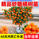 藝觀(guān)園沙糖桔樹(shù)苗地栽盆栽南方北方種植橘子樹(shù)苗柑桔果樹(shù)果苗嫁接砂糖橘 3年苗【泥漿土保濕發(fā)貨】適合大面積栽種