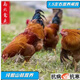 批發(fā)純種麻羽雞苗三黃雞半大青年雞土雞麻雞三黃雞順豐中通 1.5斤左右閹雞 4支裝