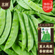 北蔬 荷蘭豆種子軟莢豌豆農家四季蔬菜種籽 荷蘭豆種子250g(50gx5包)