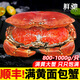 面包蟹母鮮活熟凍大螃蟹海蟹新鮮海鮮水產(chǎn)生鮮黃金蟹珍寶蟹凈重 800-1000g*1只【超大滿(mǎn)黃】