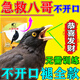 開(kāi)元（KO）八哥專(zhuān)用飼料開(kāi)元營(yíng)養鳥(niǎo)糧小幼八哥寵物開(kāi)口速學(xué)說(shuō)話(huà)神器亮毛肥膘 3袋【免訓練+能說(shuō)會(huì )唱】 全齡段通用