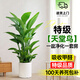 卉優(yōu)特級天堂鳥(niǎo)盆栽客廳室內大型綠植辦公室居家植物新房吸除甲醛好養 特級天堂鳥(niǎo)1.1-1.2m【滑輪圓柱盆】