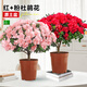 杜鵑花盆栽大苗帶花苞陽(yáng)臺花卉植物室內花好養活綠植樹(shù)苗 【2盆特惠】紅+粉杜鵑花大苗+原盆土+送肥料