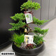 芙洛拉花園【兩小時(shí)達】五層塔松盆栽送導師青松綠植喬遷之喜開(kāi)業(yè)中秋節禮物 萬(wàn)事青松【精致造景五層塔松盆景】 送老師推薦