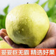 玉露香梨新疆阿克蘇紅旗坡巨無(wú)霸梨子 丑梨超甜多汁生鮮水果禮盒 玉露香梨【特大果王禮盒8斤6-8枚】6兩-1斤 | 順豐直發(fā)
