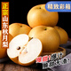 本來(lái)果坊【本來(lái)果坊】正宗山東秋月梨脆甜冰糖梨應(yīng)季新鮮水果4.5斤彩箱 4.5斤 單果250克【普箱】