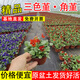 鋮之潤三色堇花苗耐寒室外庭院角堇花苗帶花發(fā)貨多色可選耐寒冬天的色彩 精品三色堇大花混色3盆 【帶原盆土