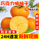吉果叔 正宗巧克力脆柿子 新鮮水果當季冰糖心黃甜脆火晶小柿子 整箱 凈重4.5-5斤 單果80-100g