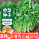 花沃里香菜種子約800粒 調味菜四季蔬菜種子大全陽(yáng)臺盆栽/庭院田間種籽
