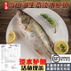 云映漁舟微山湖生態(tài)淡水鱸魚新鮮活魚現(xiàn)殺花鱸魚鱸子生鮮清蒸河魚順豐水產(chǎn) 1斤/條淡水鱸魚 凈膛宰殺后損耗15％