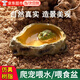 佐之尋爬寵水盆喂食盆寄居蟹烏龜守宮泡澡盆蜥蜴角蛙寵物蛇飲水碗仿巖石 爬寵專(zhuān)用喂水盆【xs】