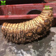 小葉簕竹室內小型勒竹盆栽庭院盆景綠植長(cháng)青好養名貴竹 精品簕竹30-39cm、不含盆