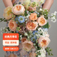 虹越（HONGYUE）月季花苗盆栽苗 龍沙寶石藍色陰雨花園陽(yáng)臺居家裝飾精品花卉TX 【灌木月季】朱莉葉（1加侖盆栽苗）