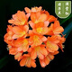 雅卉君子蘭盆栽精品綠植花卉植物室內圓頭和尚帶花苞大苗當年開(kāi)花 精品滿(mǎn)堂紅8-11片葉子+生根粉 不含盆