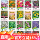 花沃里20款花種子套餐 花卉種子組合太陽(yáng)花鳳仙花向日葵四季種野花
