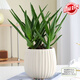 花翁盆栽室內凈化空氣花卉綠植物多肉 美人蘆薈（糖果瓷盆）源頭直發(fā)