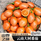 樹(shù)番茄新鮮洋酸茄大樹(shù)番茄云南特產(chǎn)蔬菜水果西紅柿樹(shù)蕃茄大番茄 1斤