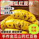 全麥南瓜紅豆卷早餐半成品花卷豆沙包雜糧饅頭手工窩窩頭粗糧主食 全麥南瓜紅豆卷480g×2袋（12個(gè)）