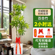 臨雅【同城小時(shí)達】發(fā)財樹(shù)盆栽喬遷開(kāi)業(yè)送禮大綠植門(mén)店配送擺放植物 【2小時(shí)達】金邊百合竹1.5-1.7m【瓷盆隨機】