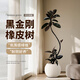 瑯闕1.5-1.7m黑金剛橡皮樹(shù)客廳綠植室內大盆落地盆栽單枝白球源頭直發(fā)