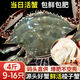 【鮮活發(fā)貨】尚致青島梭子蟹鮮活螃蟹梭子蟹活蟹海蟹飛蟹中秋禮盒 【包鮮包肥】4斤(9-16只)公母混發(fā)