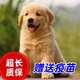 舒騰金毛幼犬純種寵物狗狗金毛活體大型犬尋回犬寵物狗金毛幼崽活體狗 寵物級 精品金毛 公