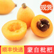 綠養道【順豐快遞】云南蒙自枇杷新鮮枇杷果 新鮮水果 5斤