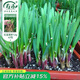 壽禾蔬菜種子批發(fā)大全山東壽光青菜四季9月秋冬蔬菜之鄉種籽陽(yáng)臺菜籽 獨根紅韭菜種子12gx2包
