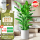 植男植女天堂鳥(niǎo)盆栽客廳室內好養大型落地真綠植辦公室大葉植物源頭直發(fā)