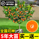 景琳涵沙糖桔樹(shù)苗地栽盆栽南方北方種植橘子樹(shù)苗柑桔果樹(shù)果苗嫁接砂糖橘 2年精選苗后年結果【包成活】帶葉發(fā)貨