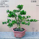 黃楊盆栽庭院老樁皺皮小葉四季常青植物葉黃楊陽(yáng)臺造型盆景定型 小葉雀舌黃楊（15年樁）滿(mǎn)冠造型層次