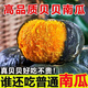 正宗貝貝南瓜小南瓜新鮮板栗味寶寶輔食粉糯營(yíng)養豐富優(yōu)質(zhì)奶油南瓜 新鮮貝貝南瓜【現摘現發(fā)】 3斤