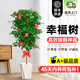 卉優(yōu)發(fā)財樹(shù)天堂鳥(niǎo)幸福樹(shù)大葉綠蘿盆栽室內客廳辦公室除甲醛大型綠植 特級棒棒糖幸福樹(shù)1.1-1.3m+掛飾 不含盆-培育盆