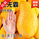 中秋送禮海南三亞特大水仙芒當季新鮮青甜整箱批發(fā) 9斤 [甄選特大果]單果1.3斤+