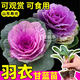 康和豐壽光觀(guān)賞食用粉羽衣甘藍苗秧綠紫粉羽衣甘藍苗秧四季盆栽陽(yáng)臺耐寒 粉羽衣甘藍苗5棵+送1棵+1包肥