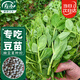 壽禾 脆嫩豌豆尖種子苗豆苗秋季蔬菜種籽 脆嫩2號豌豆尖種子50g*2袋