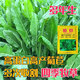綠中城黑麥草種籽子種多年生牧草種子畜牧養(yǎng)殖草種雞鴨牛羊魚草種籽四季 進(jìn)口大葉菊苣凈籽/一斤廠家原裝
