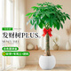臨雅發(fā)財樹(shù)客廳盆栽大型綠植物喬遷送禮獨桿1.4-1.5m米白球盆源頭直發(fā)